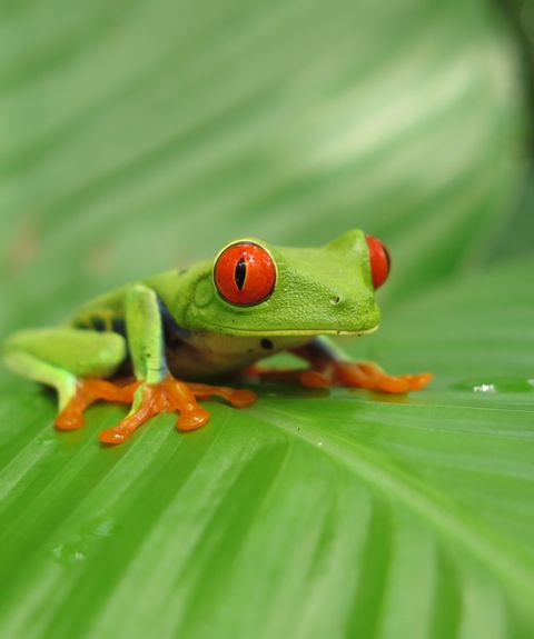 Costa Rica Rotaugenlaubfrosch - Rundreise
