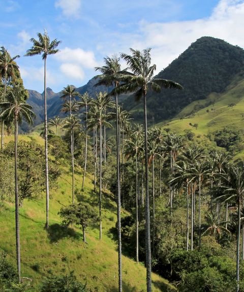 Kolumbien Cocora Tal2 iStock 872639270