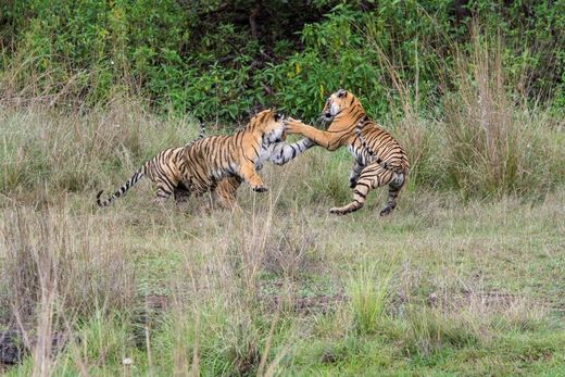 Indien Ranthambore Tiger Raubkatzen Safari