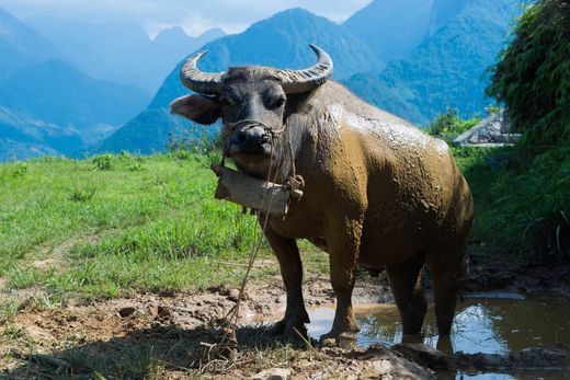 vietnam sapa authentische begegnungen