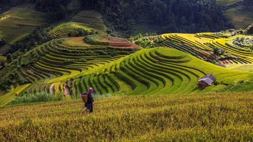 Hmong Frau Reisterrassen Sapa iStock 1437481237