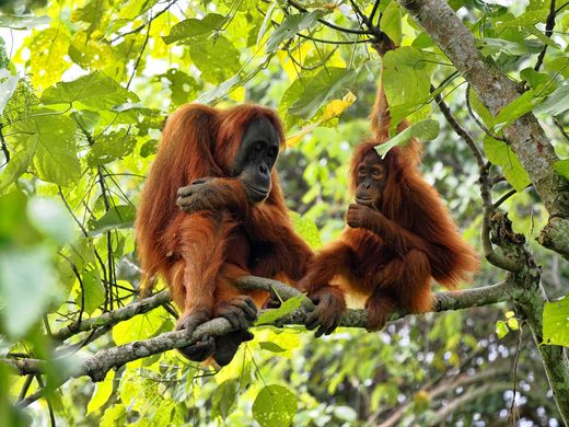 Indonesien Sumatra Bukit Lawang Orangutans Dschungel AdobeStock 733060224