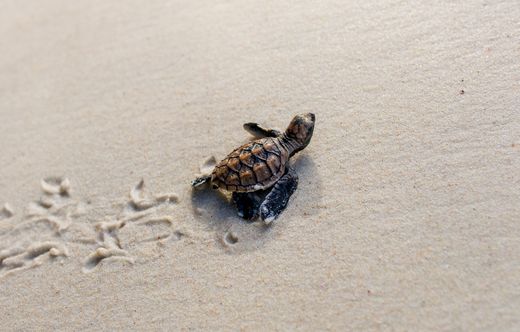 Indonesien Sukamade Schildkröte Strand AdobeStock 464579061