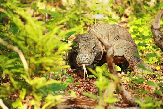 Indonesien_Flores_Komodo_Varan-Dschungel