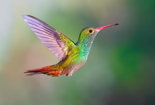 Ecuador-Kolibri-iStock-507864088