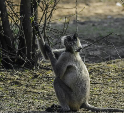 Indien_Affe_Ranthambore Nationalpark
