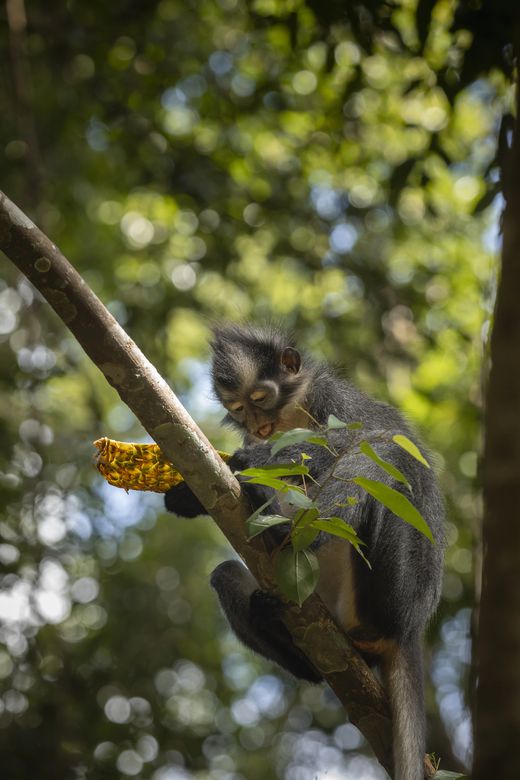 Indonesien_Bukit Lawang_Langur_Deposit
