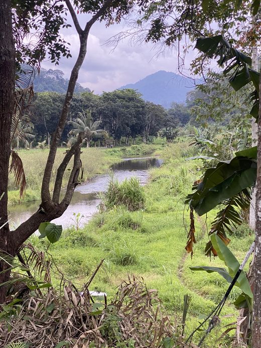 Indonesien_Java_Dschungel_Ingo