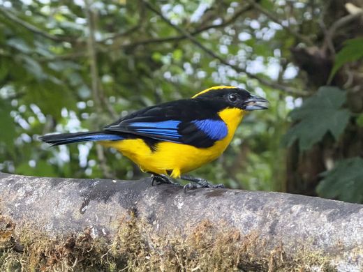 Ecuador_BellaVista_Tangar