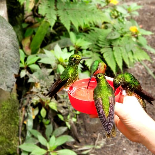 Ecuador_BellaVista_Kolibri