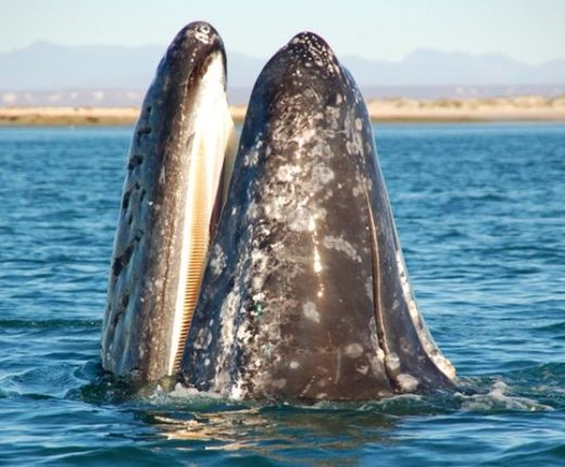 grauwale baja california