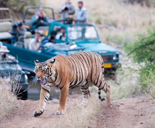 Indien Ranthambore Tiger Nationalpark Safari Jeep spannend