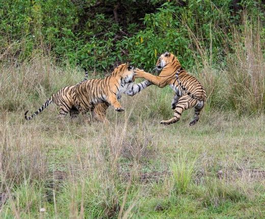 Indien Ranthambore Tiger Raubkatzen Safari