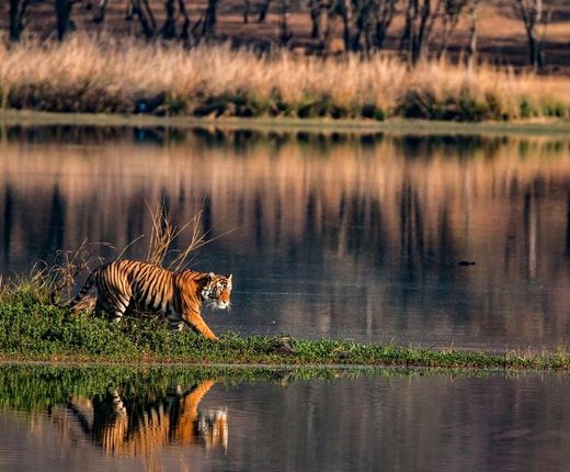 Indien Ranthambore Tiger See Spaziergang Pirsch