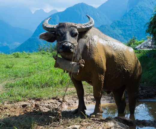 vietnam sapa authentische begegnungen