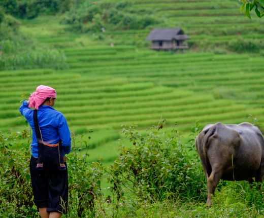 Reisterrassen Sapa Wanderung