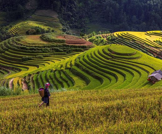 Hmong Frau Reisterrassen Sapa iStock 1437481237