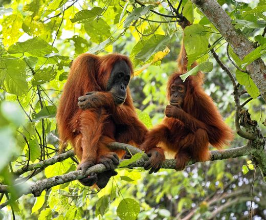 Indonesien Sumatra Bukit Lawang Orangutans Dschungel AdobeStock 733060224