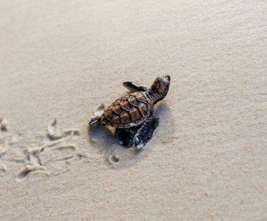 Indonesien Sukamade Schildkröte Strand AdobeStock 464579061