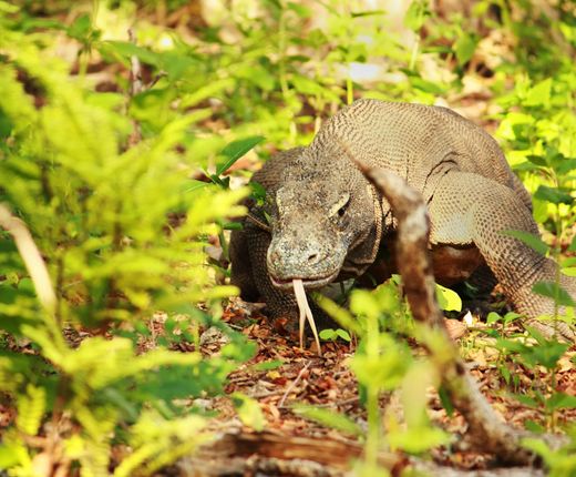 Indonesien_Flores_Komodo_Varan-Dschungel