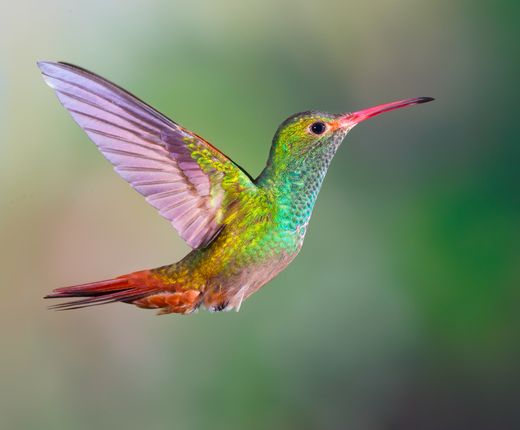 Ecuador-Kolibri-iStock-507864088