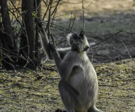 Indien_Affe_Ranthambore Nationalpark