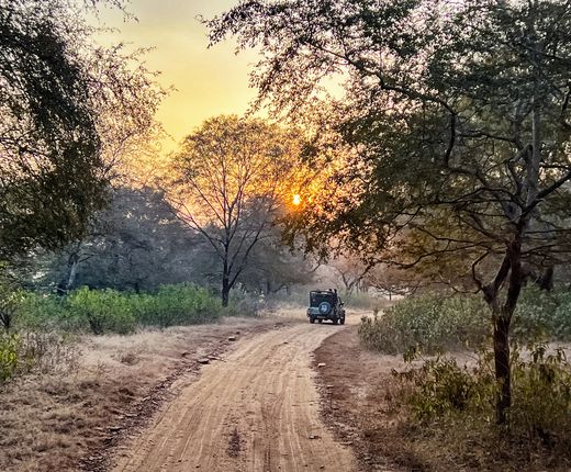 Indien_deposit_Tigersafari im Ranthambore Nationalpark