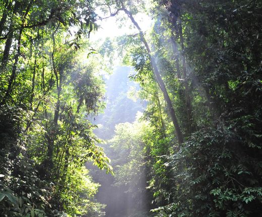 Indonesien_Bukit Lawang_Dschungel_Deposit