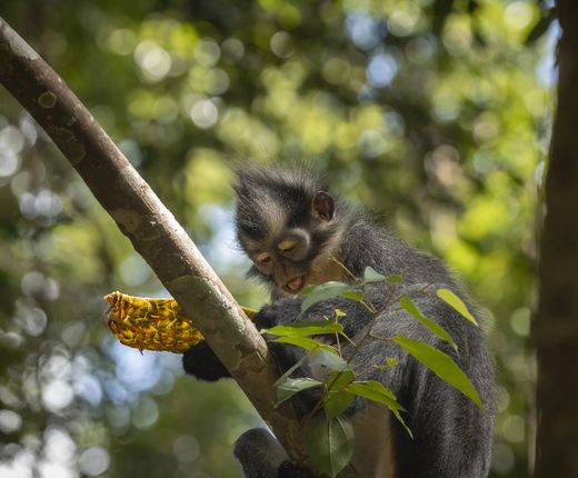Indonesien_Bukit Lawang_Langur_Deposit