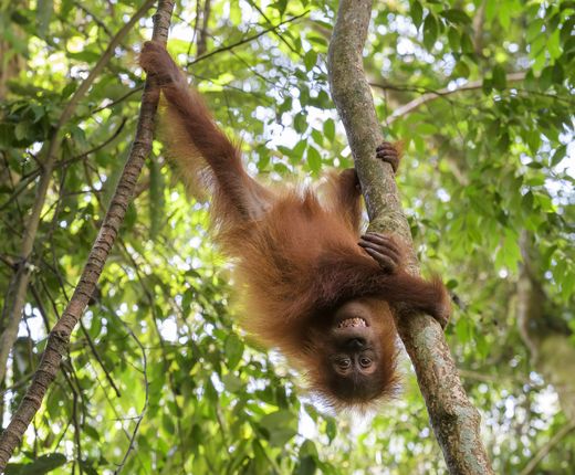 Indonesien_Bukit Lawang_Orangutan_Deposit