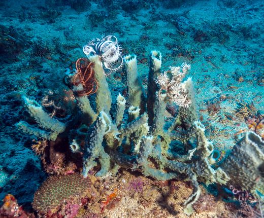 Indonesien_Komodo_Schnorcheln_deposit