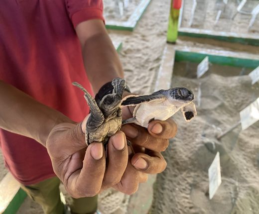 Indonesien_Sukamade_Schildkrötenbabys_Ingo