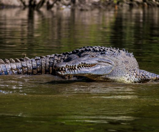 Mexiko_Chiapa_SumideroCanyon_Krokodile_Deposit