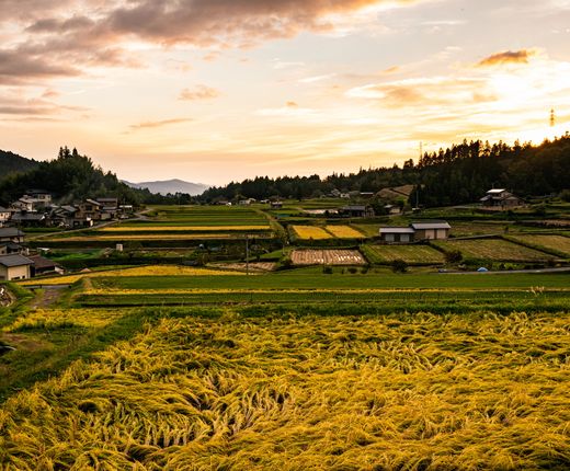 Japan_Magome_Felder_Deposit