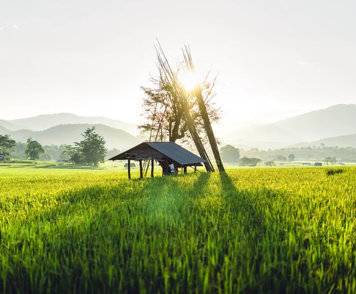 Thailand_Pai_Reisfelder_sonnenuntergang