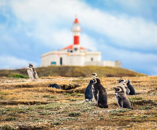 Argentinien_Ushuaia_Pinguine