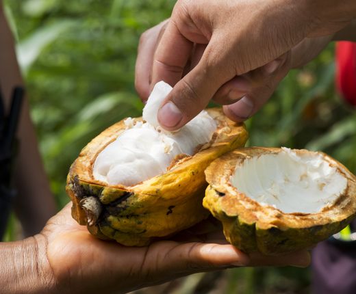 Ecuador_Santa-Teresa_Schokoladenprojekt_Kakaofrucht