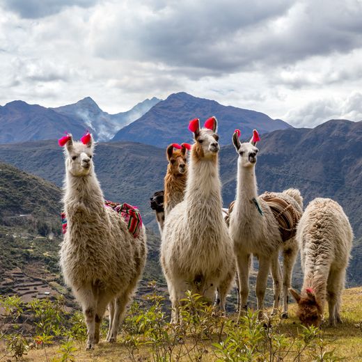 Peru Anden Lama 2 AdobeStock 305533200