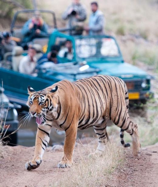 Indien Ranthambore Tiger Nationalpark Safari Jeep spannend