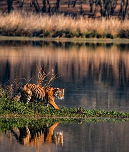 Indien Ranthambore Tiger See Spaziergang Pirsch