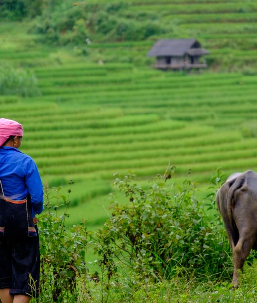 Reisterrassen Sapa Wanderung