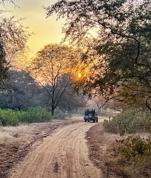 Indien_deposit_Tigersafari im Ranthambore Nationalpark