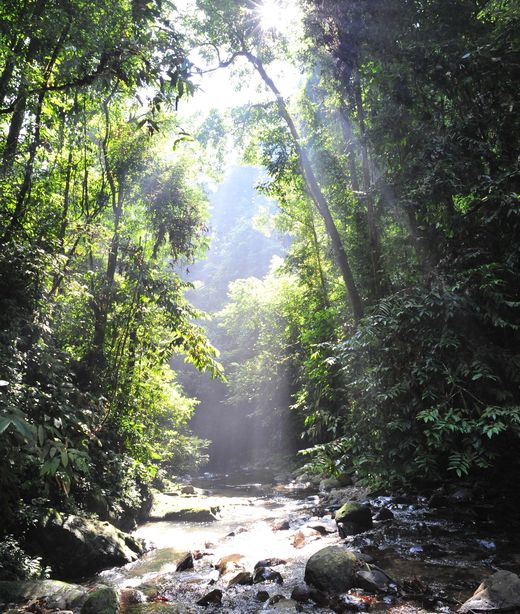 Indonesien_Bukit Lawang_Dschungel_Deposit