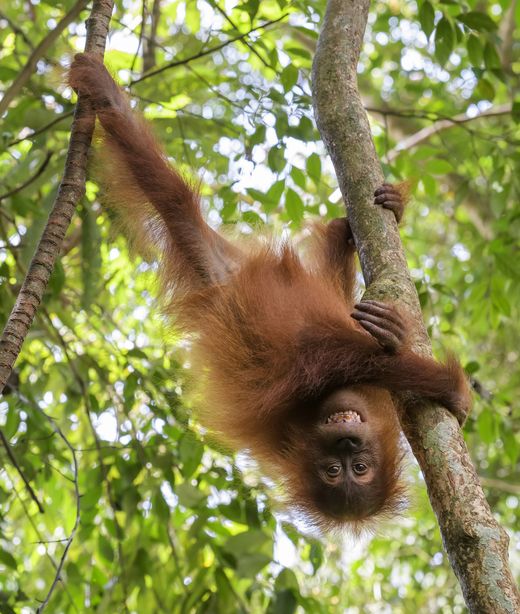 Indonesien_Bukit Lawang_Orangutan_Deposit