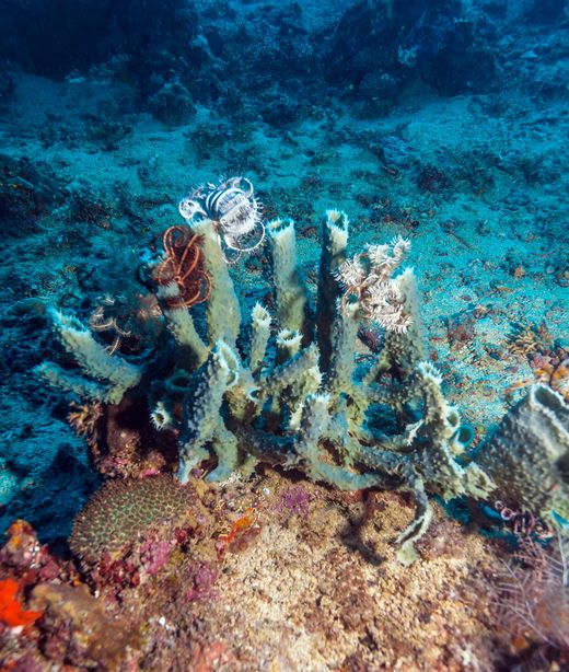 Indonesien_Komodo_Schnorcheln_deposit