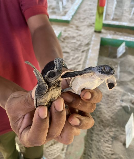 Indonesien_Sukamade_Schildkrötenbabys_Ingo