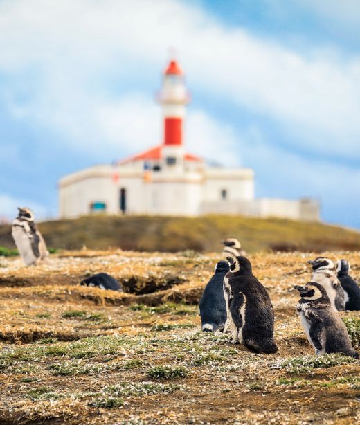 Argentinien_Ushuaia_Pinguine