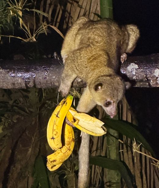 Ecuador - Balla Vista - Bär