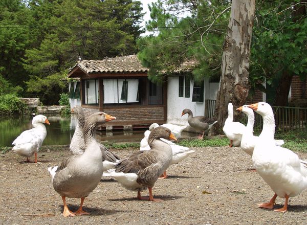Selva Negra Lodge