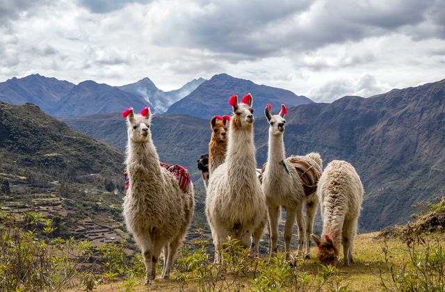 Peru Anden Lama 2 AdobeStock 305533200